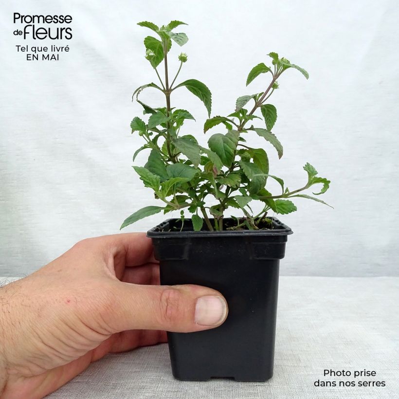 Lippia dulcis - Aztec Sweet Box 7/8 cm pot sample as delivered in spring