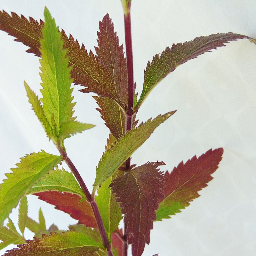 Verbena hastata (Foliage)