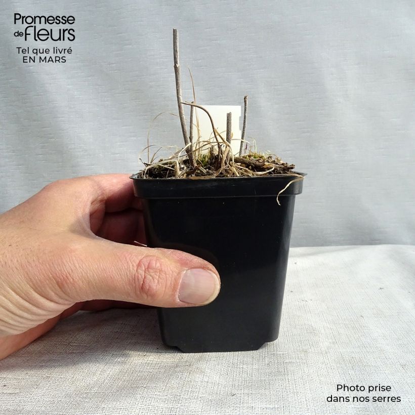 Verbena hastata Alba 8/9 cm pot sample as delivered in spring