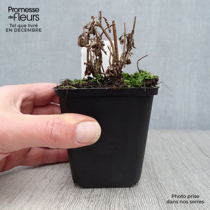 Verbena hastata Rosea 8/9 cm pot sample as delivered in winter