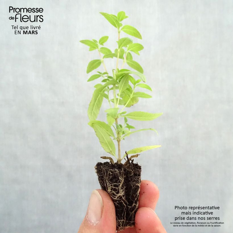 Organic Lemon Verbena - Aloysia citriodora Plug plant 3/4cm sample as delivered in spring