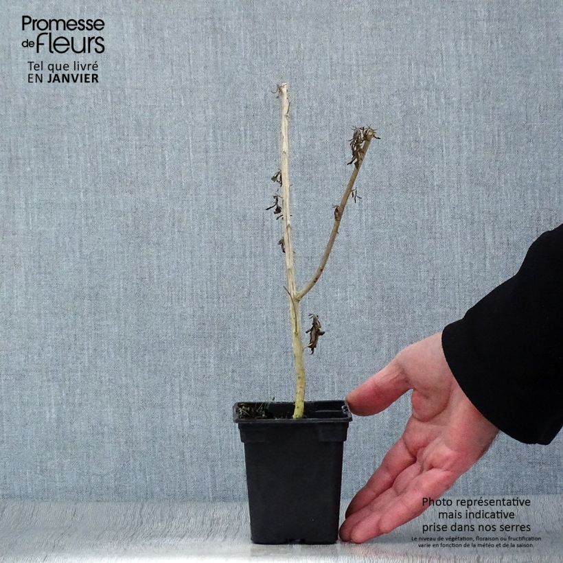 Example of Argentinian Verbena - Aloysia polystachya 7/8 cm pot as you get in hiver