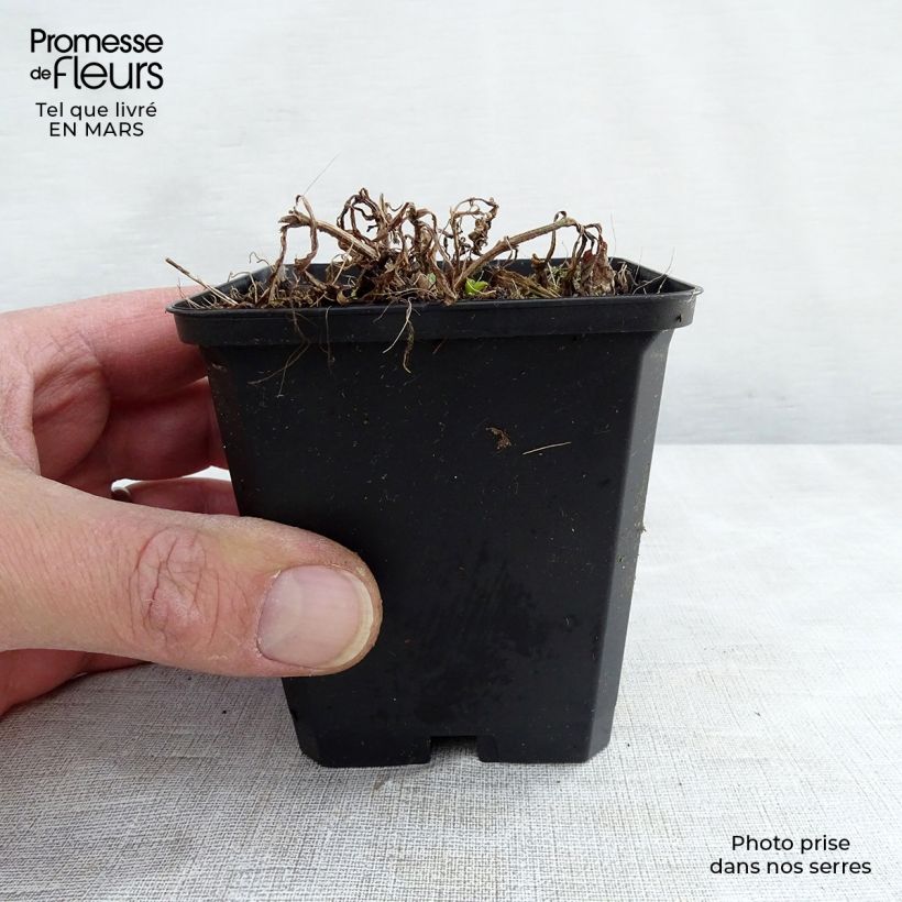 Verbena hastata White Spires 8/9 cm pot sample as delivered in winter