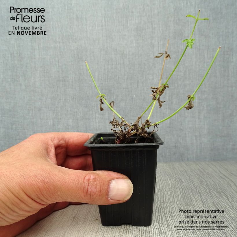 Organic Vervain - Verbena officinalis 7/8 cm pot sample as delivered in autumn