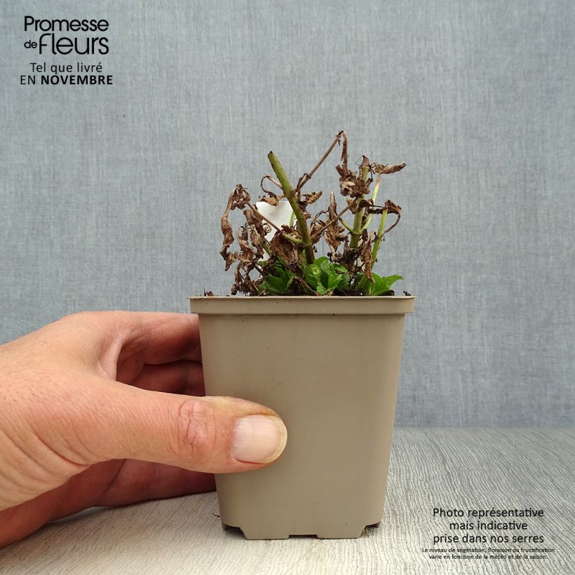 Verbena officinalis 8/9 cm pot sample as delivered in autumn