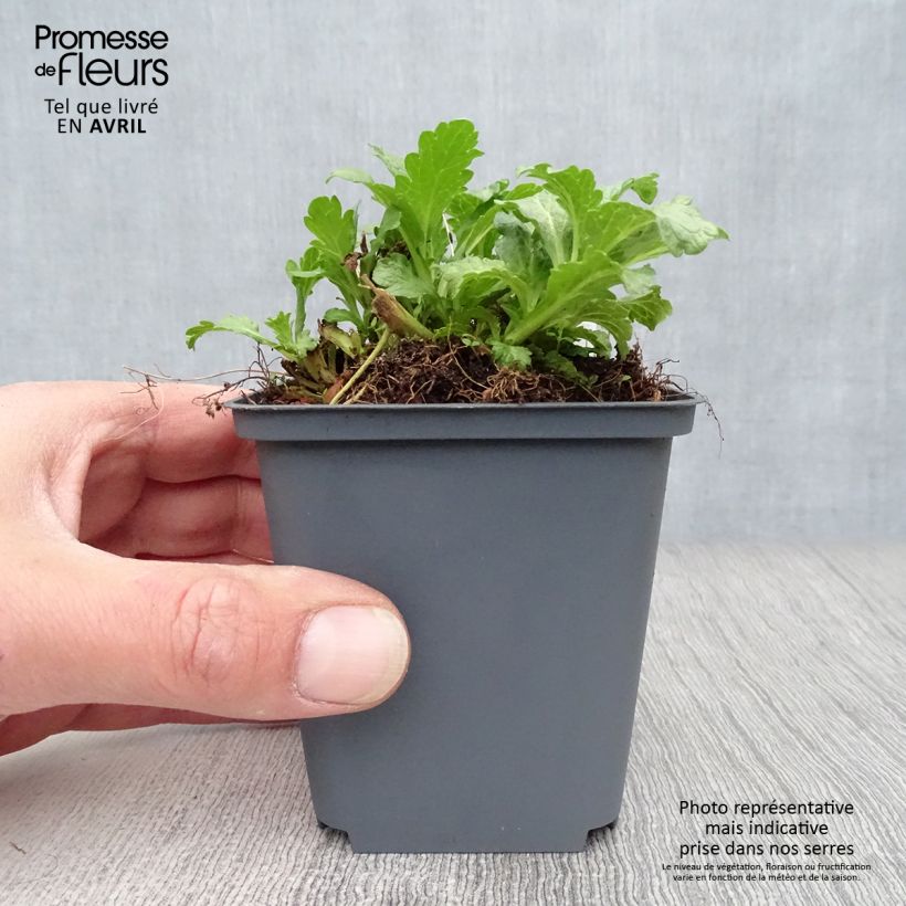 Verbena officinalis 8/9 cm pot sample as delivered in spring