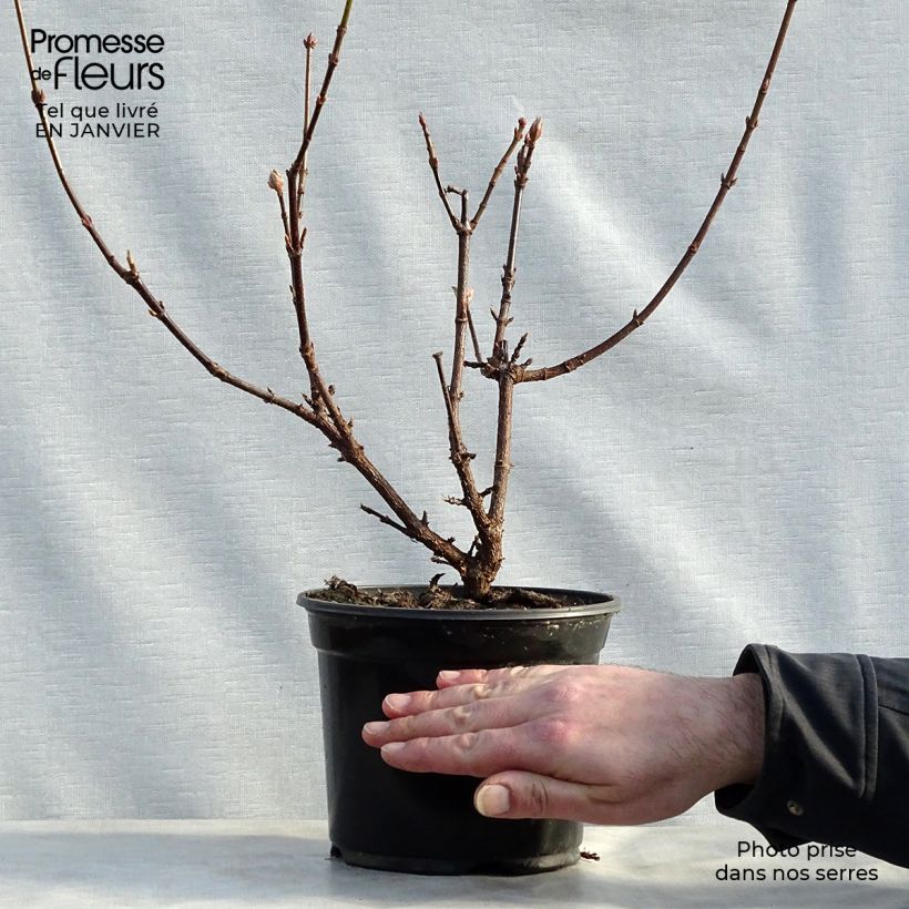 Viburnum bodnantense Dawn 2L/3L pot sample as delivered in winter