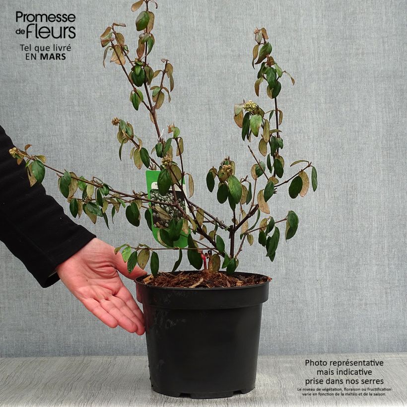 Viburnum burkwoodii Conoy 4L/5L pot sample as delivered in winter