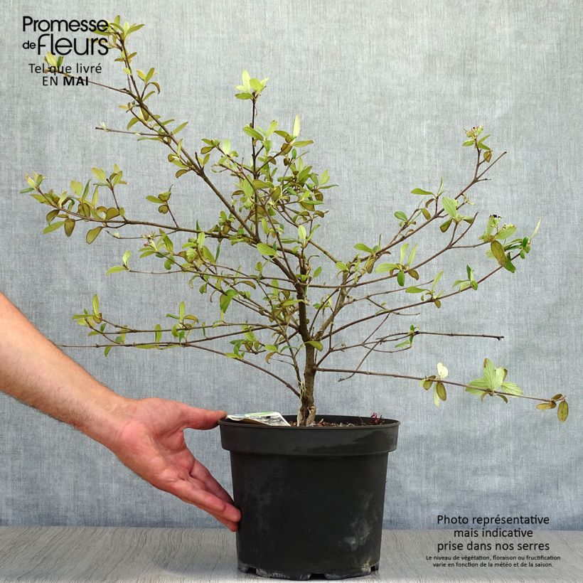 Viburnum burkwoodii Conoy 4L/5L pot sample as delivered in spring