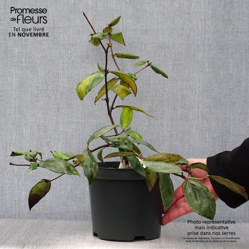 Viburnum burkwoodii 3L/4L pot sample as delivered in autumn