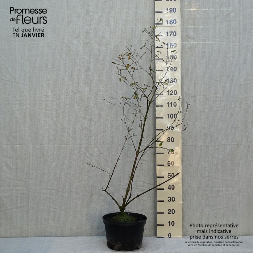 Viburnum burkwoodii 7.5L/10L pot sample as delivered in winter