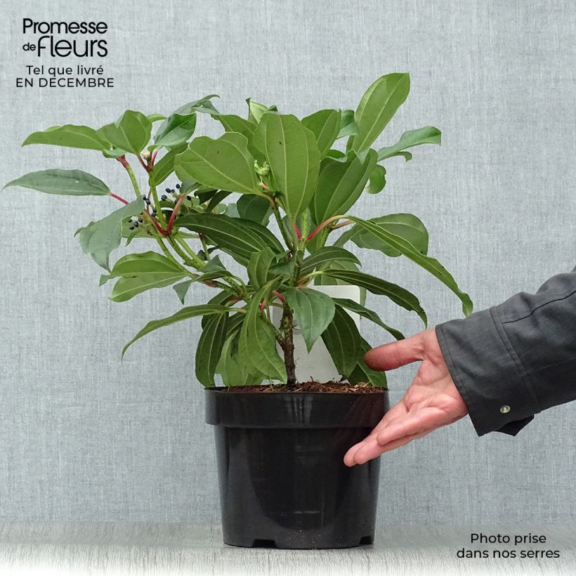 Viburnum davidii - David viburnum 3L/4L pot sample as delivered in winter