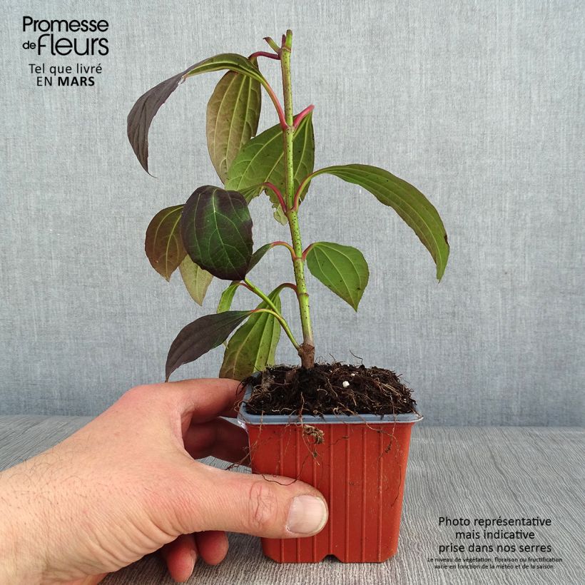 Viburnum davidii - David viburnum 8/9 cm pot sample as delivered in winter