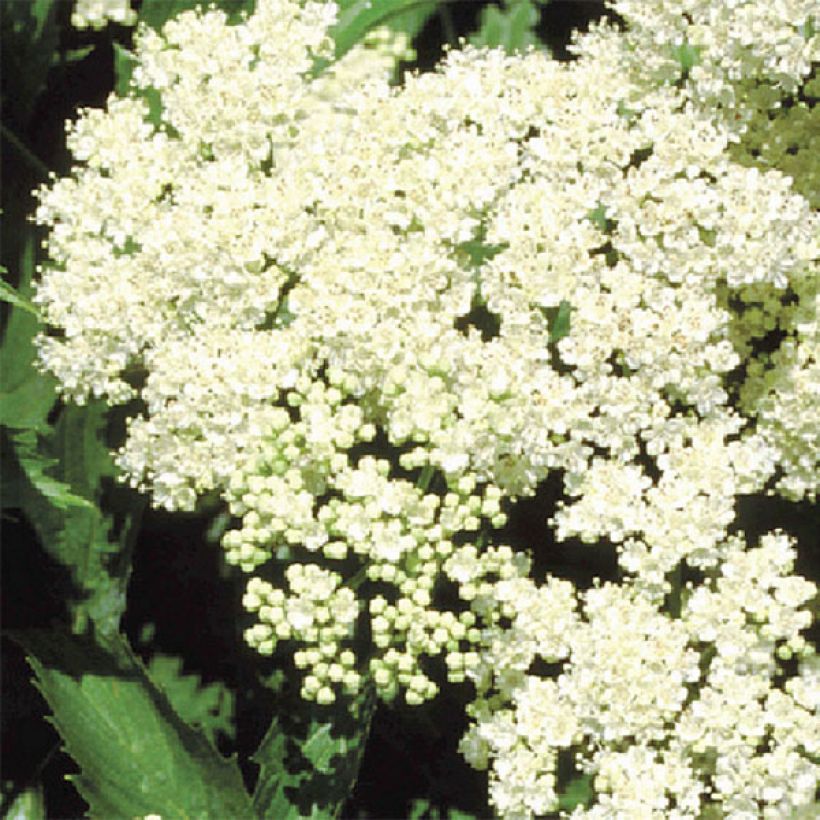 Viburnum dentatum Blue Muffin (Flowering)