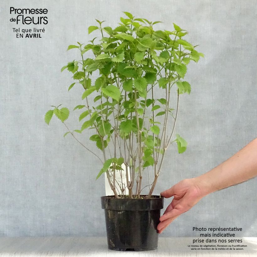 Viburnum dentatum Blue Muffin 3L/4L pot sample as delivered in spring