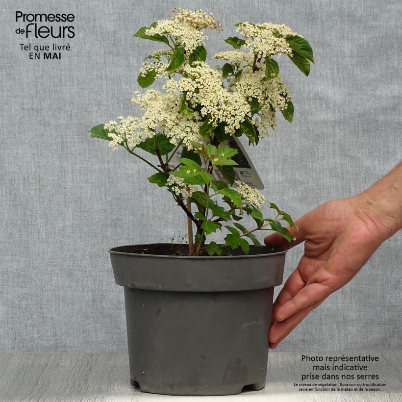 Viburnum dilatatum Sealing Wax 4L/5L pot sample as delivered in spring