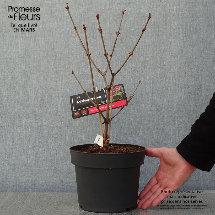 Viburnum dilatatum Sealing Wax 4L/5L pot sample as delivered in winter
