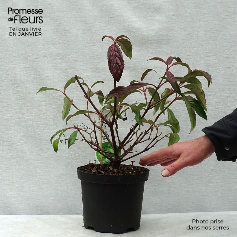 Viburnum hillieri Winton 3L/4L pot sample as delivered in winter