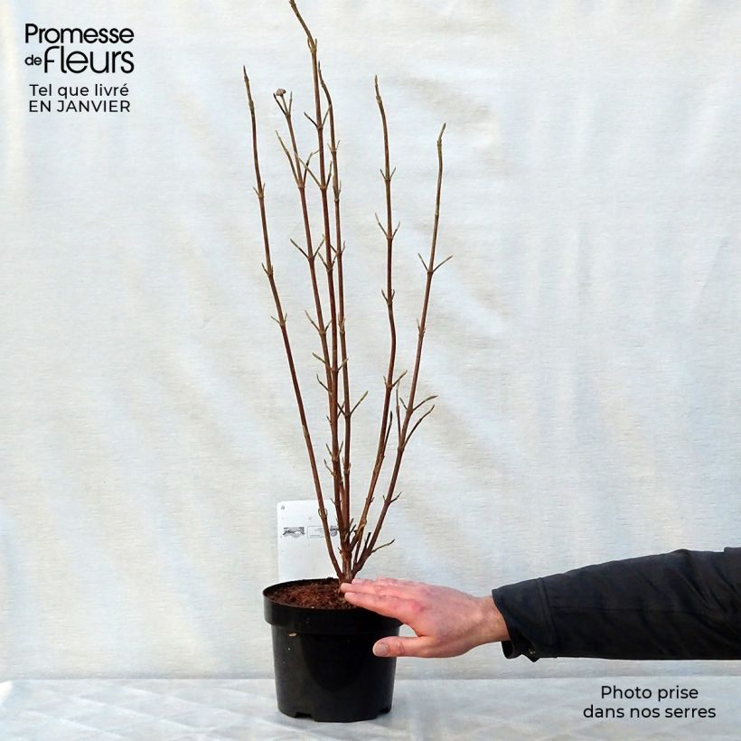 Viburnum lantana Mohican 3L/4L pot sample as delivered in winter