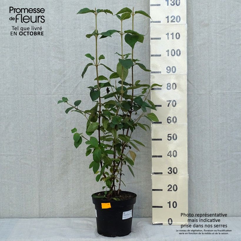 Viburnum lantana 7.5L/10L pot sample as delivered in autumn