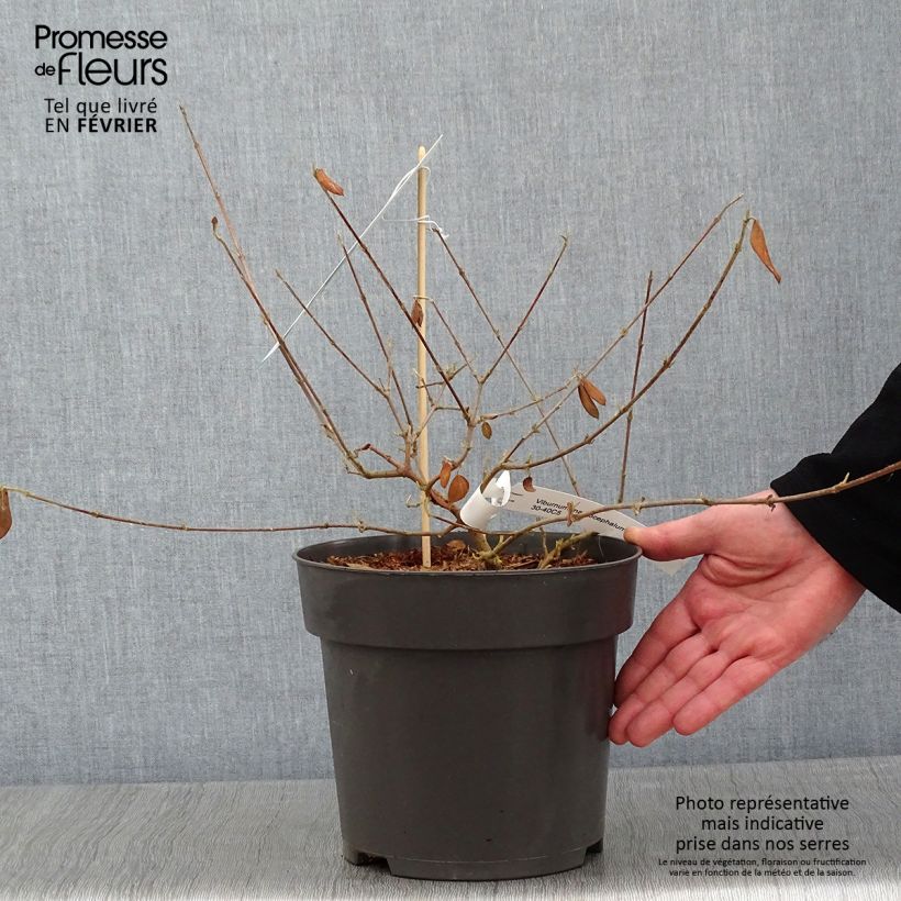 Viburnum macrocephalum Happy Fortuna 3L/4L pot sample as delivered in winter