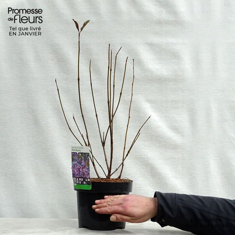 Viburnum nudum Pink Beauty 3L/4L pot sample as delivered in winter