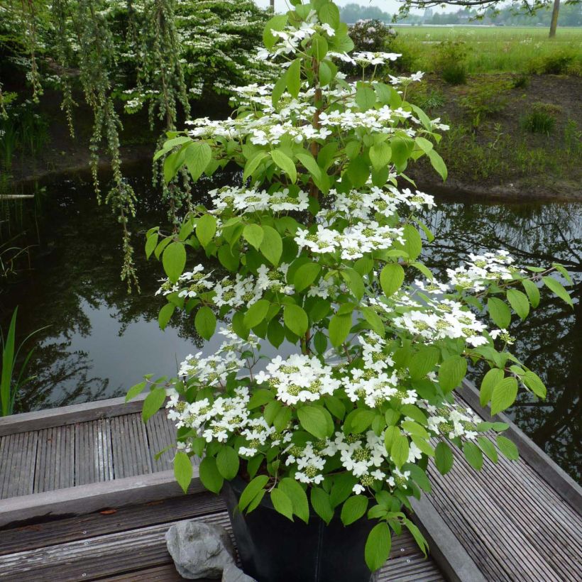 Viburnum plicatum Kilimanjaro (Plant habit)