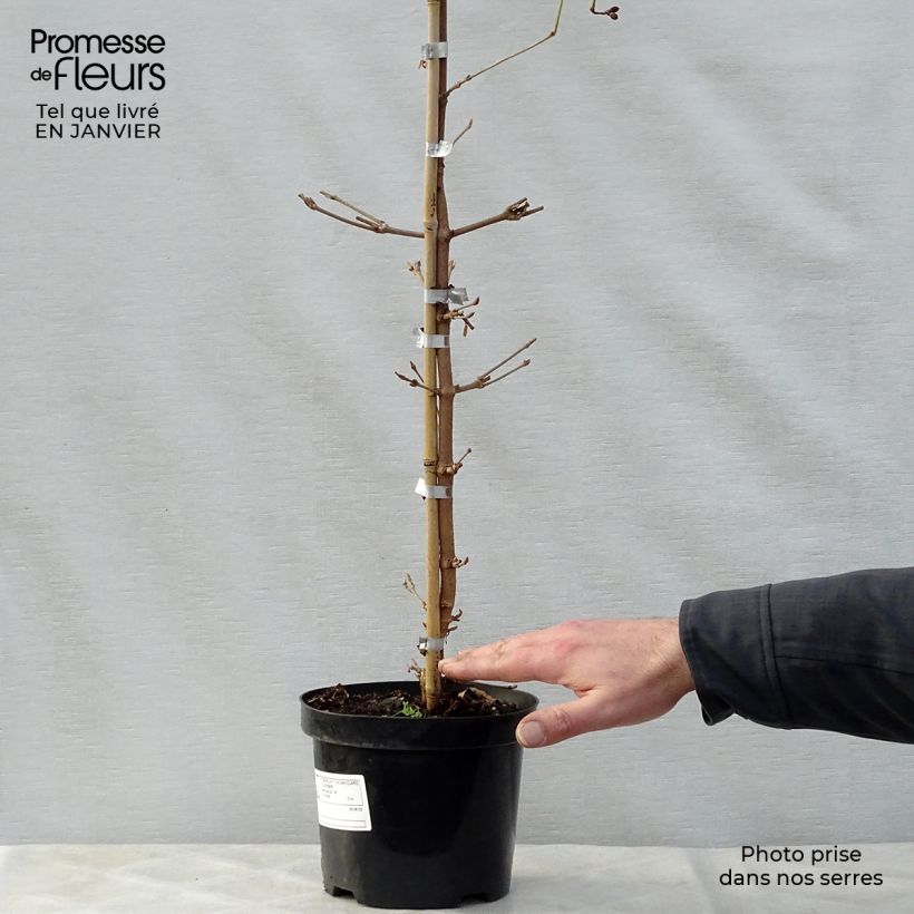 Viburnum plicatum Kilimanjaro Sunrise 2L/3L pot sample as delivered in winter