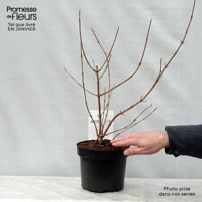Viburnum plicatum mariesii Shasta 3L/4L pot sample as delivered in winter