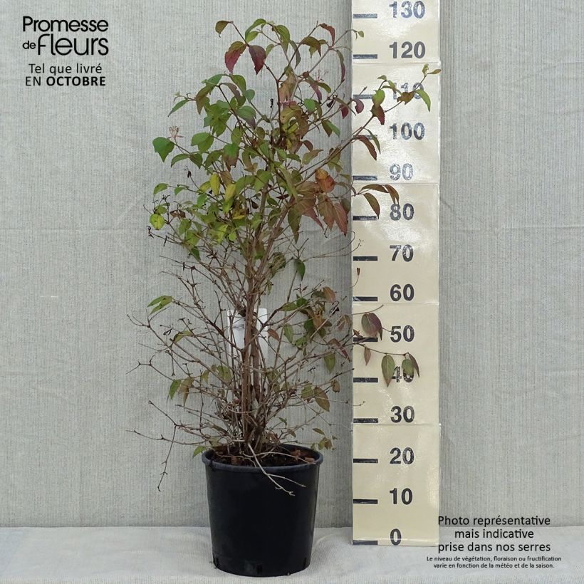 Viburnum plicatum Watanabe 7.5L/10L pot sample as delivered in autumn