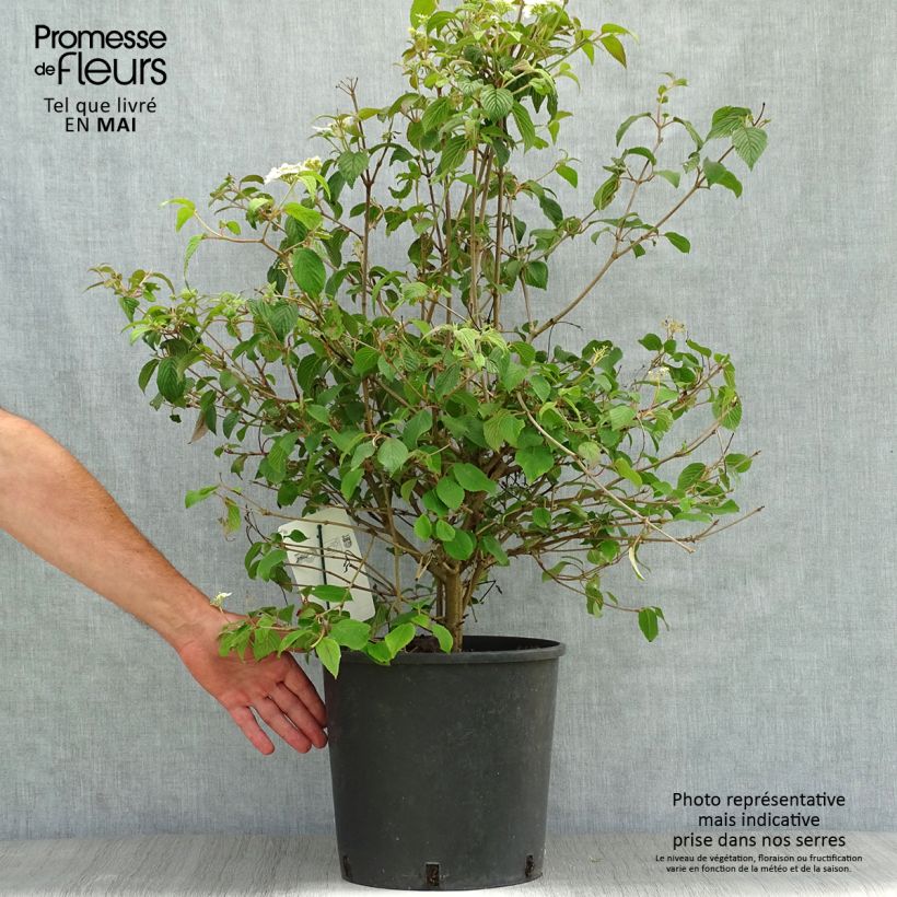 Viburnum plicatum Watanabe 7.5L/10L pot sample as delivered in spring