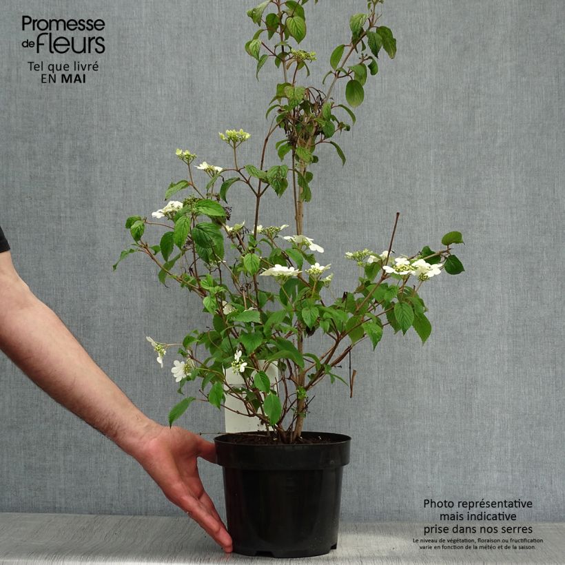 Viburnum plicatum Watanabe 3L/4L pot sample as delivered in spring