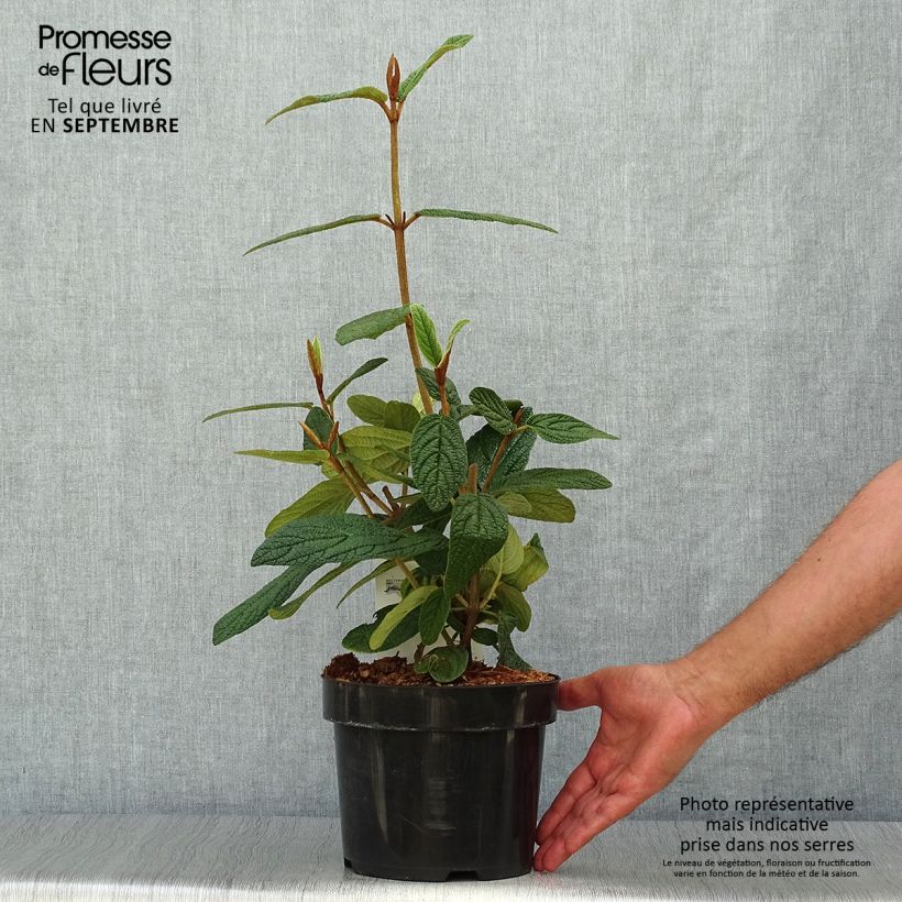 Viburnum rhytidophyllum 2L/3L pot sample as delivered in autumn
