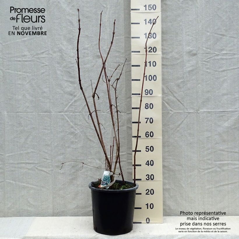 Viburnum sargentii Onondaga 18L/20L pot sample as delivered in autumn