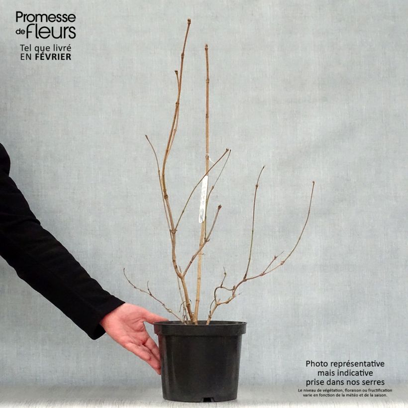 Viburnum sargentii Onondaga 2L/3L pot sample as delivered in winter