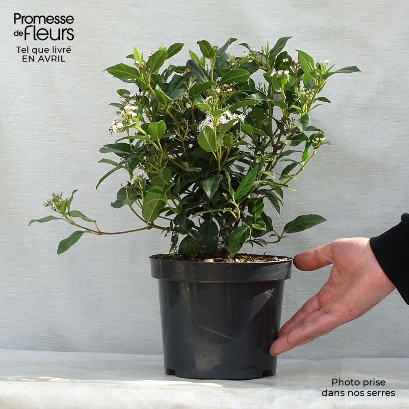 Viburnum tinus Eve Price 2L/3L pot sample as delivered in spring