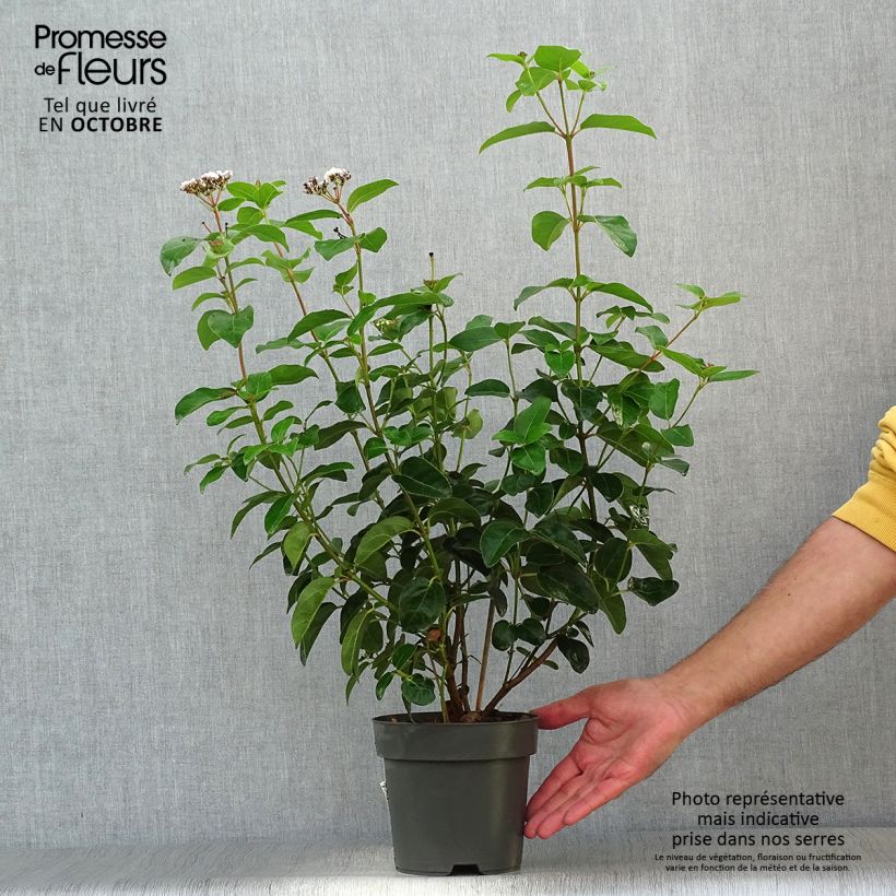 Viburnum tinus Eve Price 2L/3L pot sample as delivered in autumn