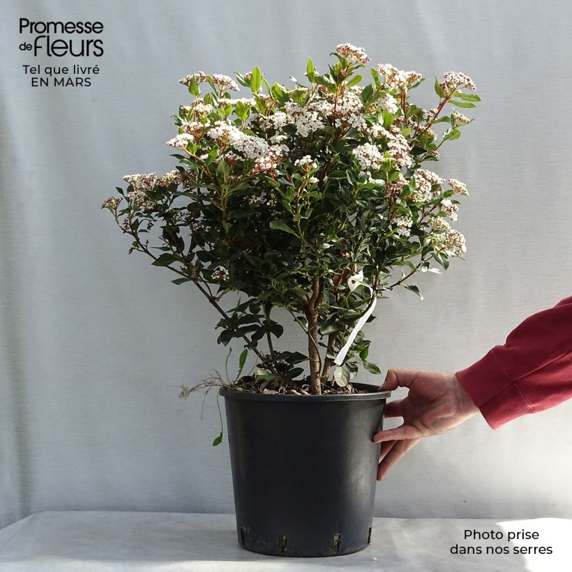 Viburnum tinus Eve Price 7.5L/10L pot sample as delivered in winter
