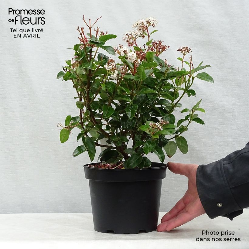 Viburnum tinus Lisarose - Laurustinus 3L/4L pot sample as delivered in spring