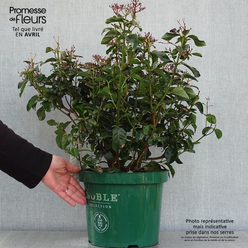 Viburnum tinus Lisarose - Laurustinus 7.5L/10L pot sample as delivered in spring