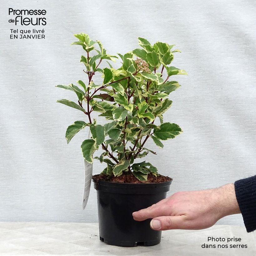 Viburnum tinus Variegatum 2L/3L pot sample as delivered in winter