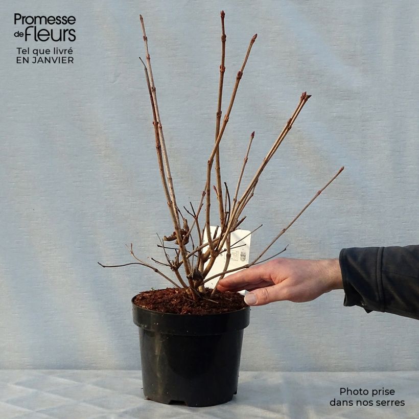 Viburnum trilobum Wentworth 3L/4L pot sample as delivered in winter