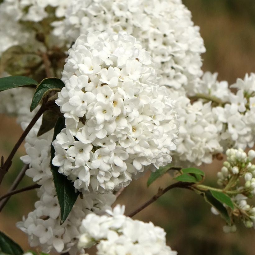 Viburnum  utile Eskimo (Flowering)