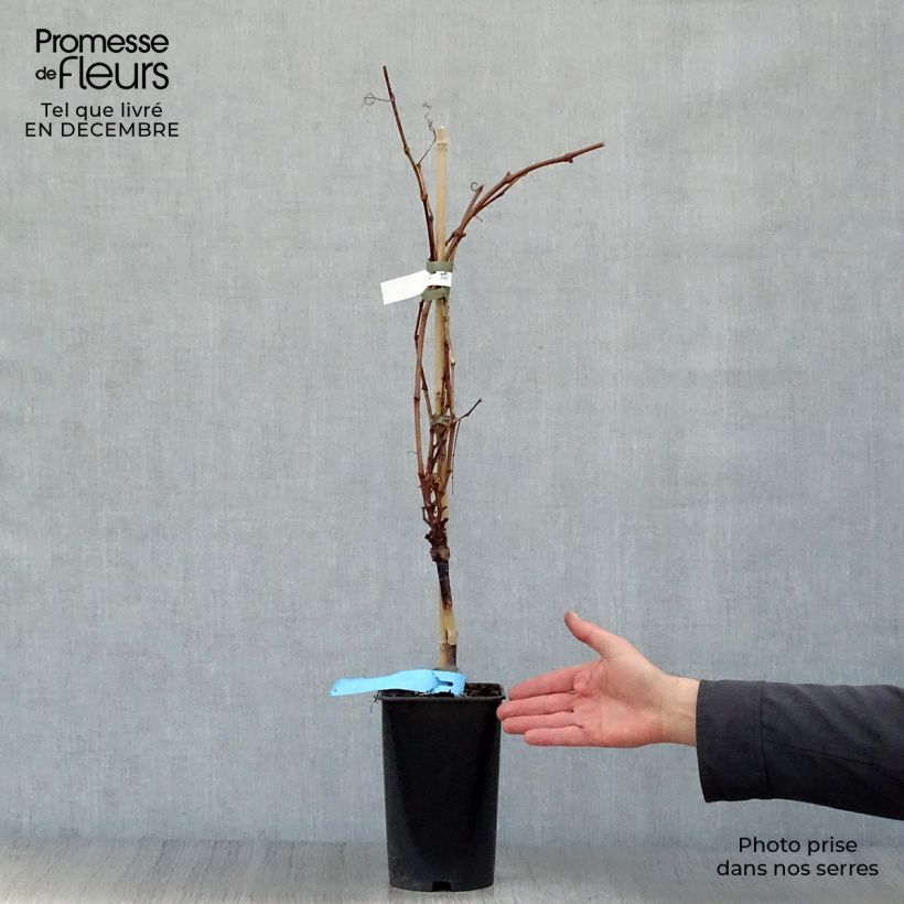 Vitis vinifera Ampelia Perdin - Grape vine 1.5L/2L pot sample as delivered in winter