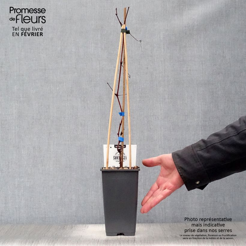 Vitis vinifera Boskoop Glory - Grape vine 1.5L/2L pot sample as delivered in winter