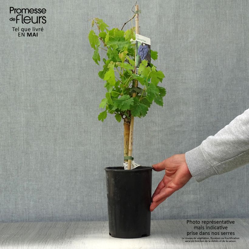 Vitis vinifera Cabernet Franc - Grape vine 2L/3L pot sample as delivered in spring
