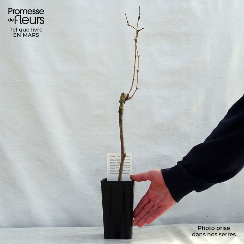 Vitis vinifera Cabernet Sauvignon - Grape vine 1L/1.5L pot sample as delivered in winter