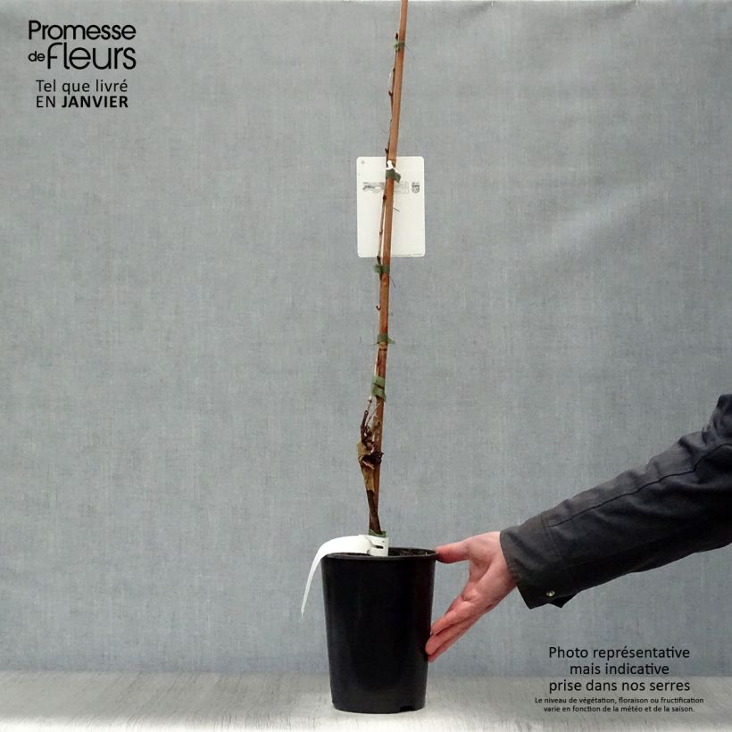 Vitis vinifera Chardonnay - Grape vine 2L/3L pot sample as delivered in winter