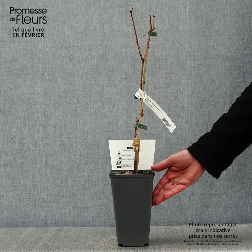 Vitis vinifera Chasselas Fontainebleau - Grape vine 2L/3L pot sample as delivered in winter