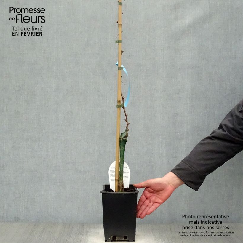 Vitis vinifera Delizia di Vaprio - Grape vine 3L/4L pot sample as delivered in winter